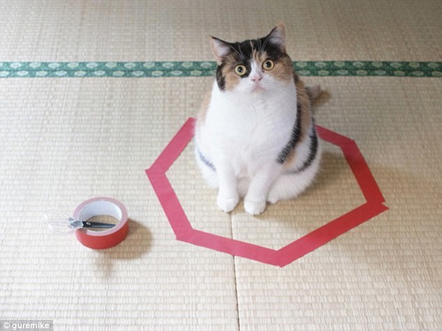 奇怪本能驱使猫喜欢坐在圆圈里：至今未有解释