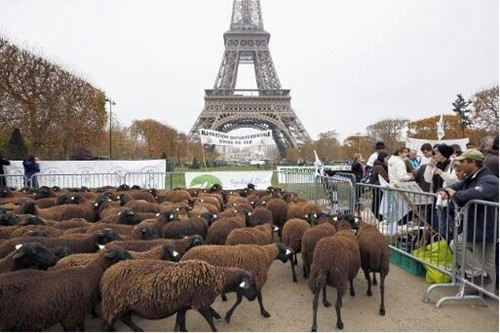 法国农民抗议政府护狼 带羊群占领埃菲尔铁塔
