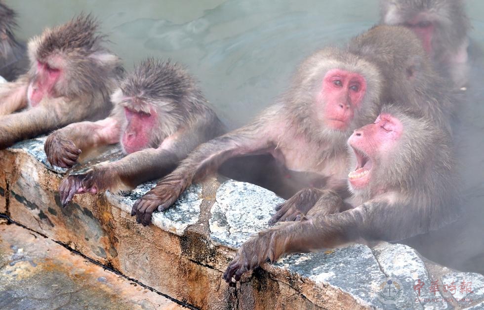 日本北海道函馆热带植物园群猴享受温泉