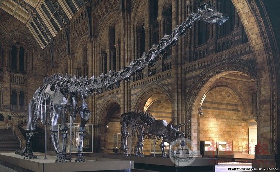 伦敦自然博物馆大厅换展品 蓝鲸骨架将替巨型恐龙