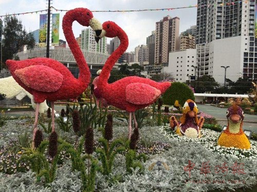 今年香港花卉展将展出35万株花 主题花是跳舞兰