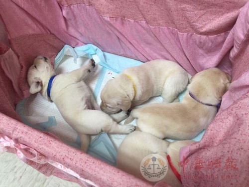 香港本地首胎导盲犬出生 等待赞助命名