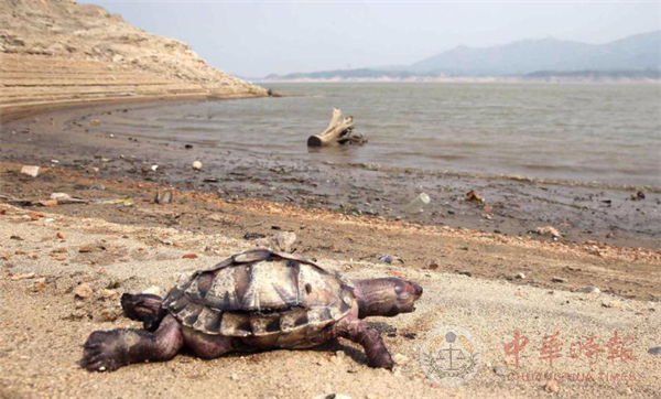 河北最大水库几近干涸 沿岸数百米出现多只乌龟尸体