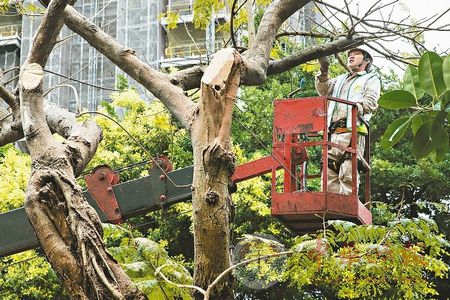 台湾未来修剪树木也要考证照 最快明年施行