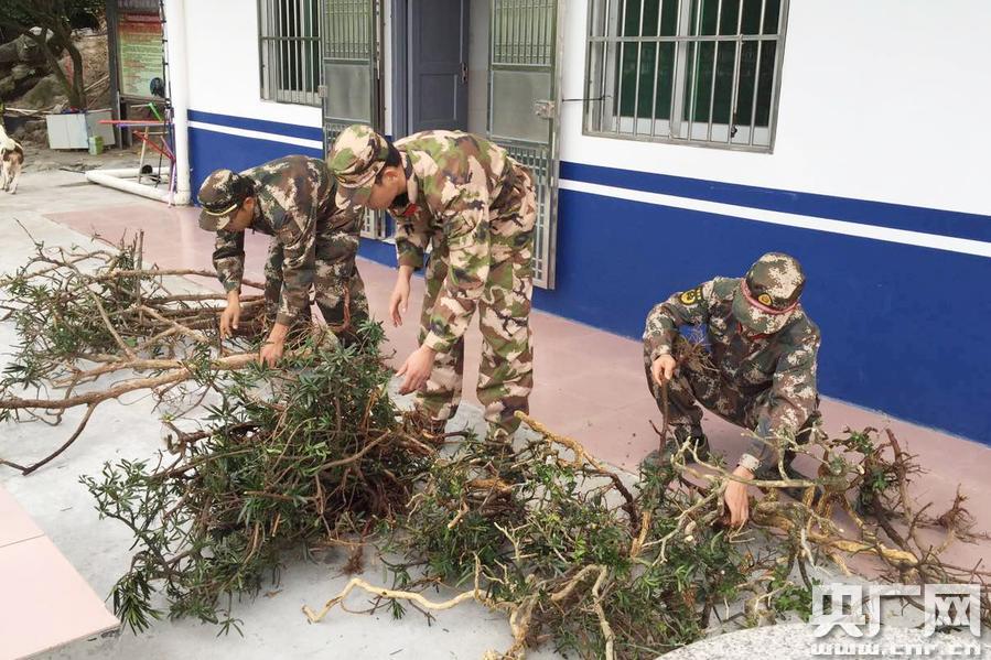 珠海边防查获91株被盗挖罗汉松 系国家二级保护植物