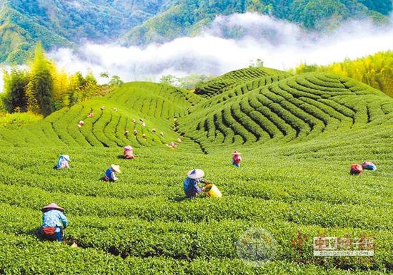 台湾卖往大陆的茶叶被退回 茶农下跪求吴敦义帮忙