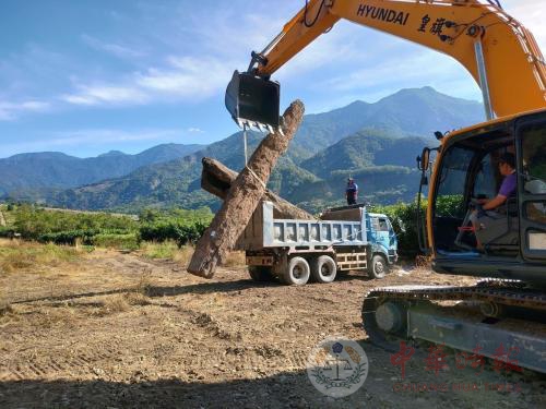 台湾男子盗窃珍贵树木埋到果园地下 检警查获21吨