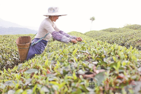 普洱市思茅区：现代化的茶产业 崛起中的“绿巨人”