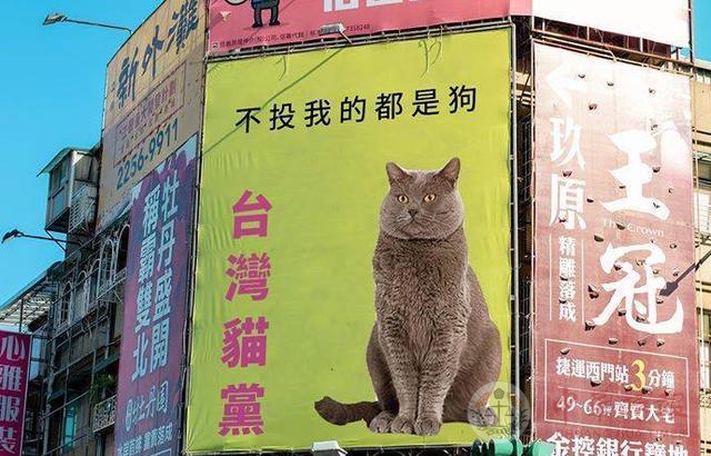 赖清德赢定了？台湾网络投票显示竟然打不赢一只猫！